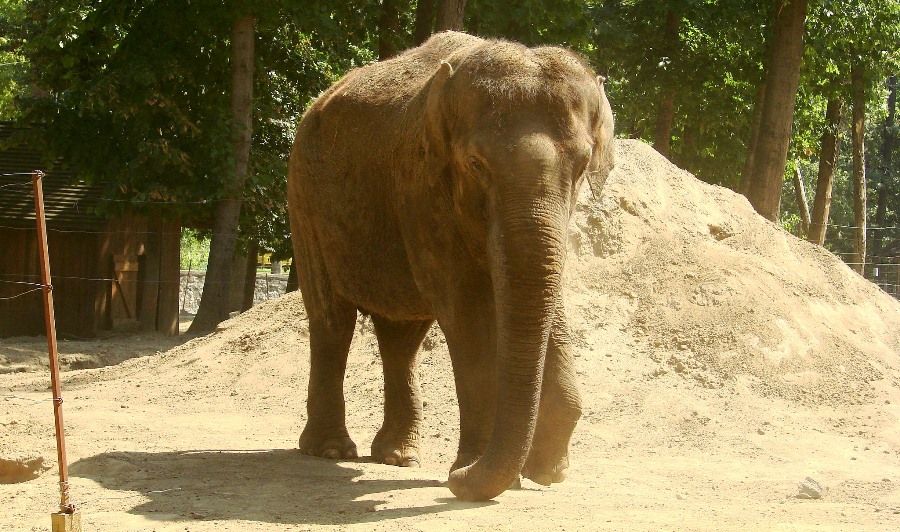 Słoń 